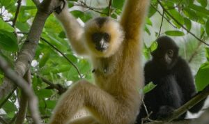 3 Bölümden Oluşan ‘Yağmur Ormanlarının Sesi’, 29 Ekim Perşembe Saat 20.00’de National Geographic WILD Ekranlarında İzleyicilerle Buluşuyor!